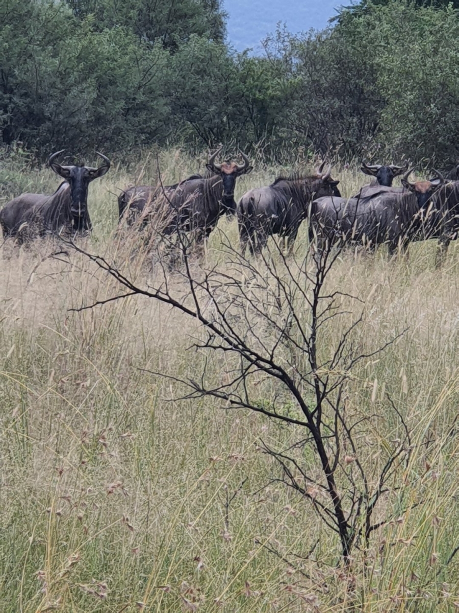 Commercial Property for Sale in La Camargue Private Country Estate North West